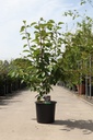 Prunus serrulata 'Kanzan' cont. 25L 150/+ cm