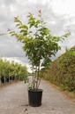 Prunus serrulata 'Kanzan' cont. 25L 150/+ cm