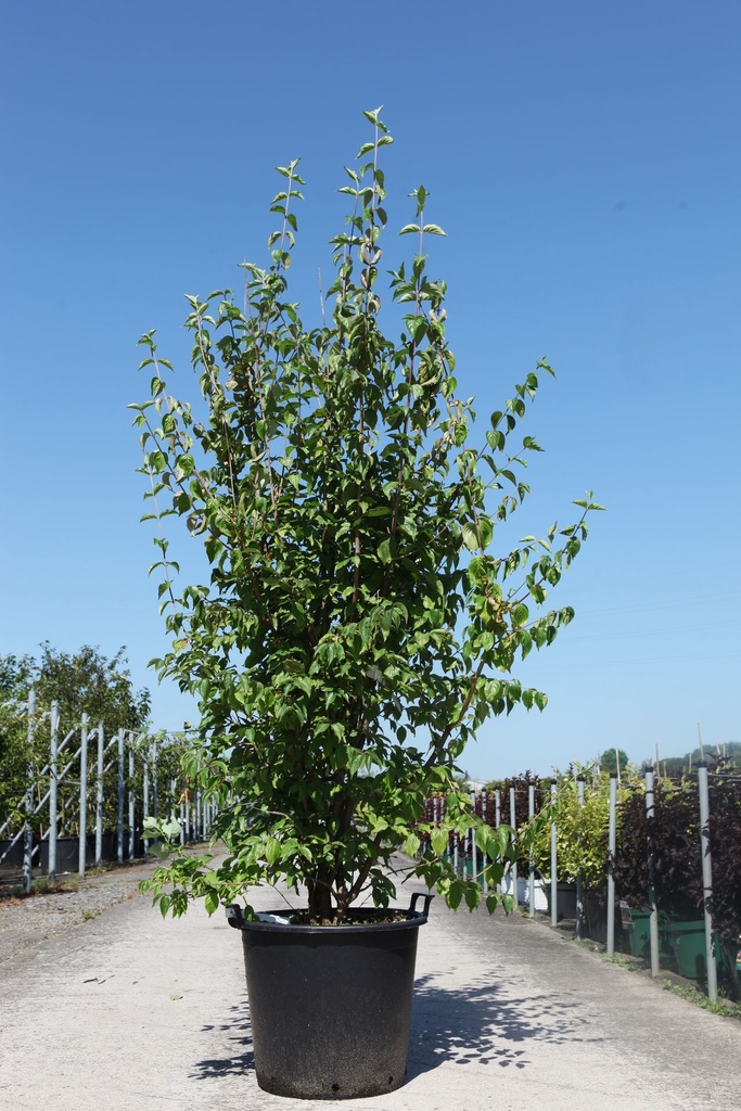 [P] Cornus mas cont. 70L 200/+ cm multi-troncs