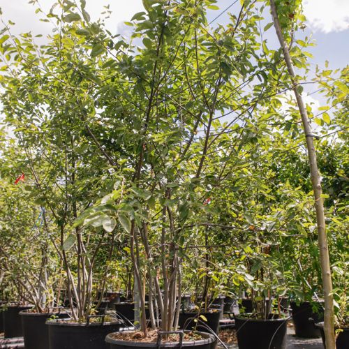 [P] Amelanchier lamarckii cont. 70L 200-250 cm multi-stem