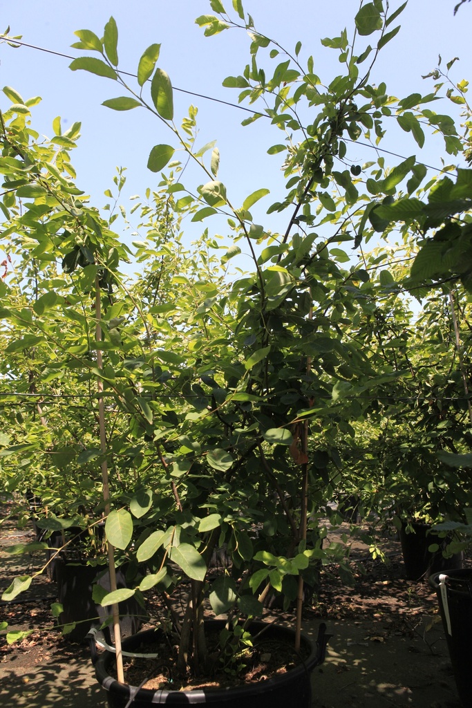 [P] Amelanchier lamarckii cont. 70L 200-250 cm multistam