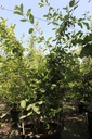 Amelanchier lamarckii cont. 70L 200-250 cm Multistamm