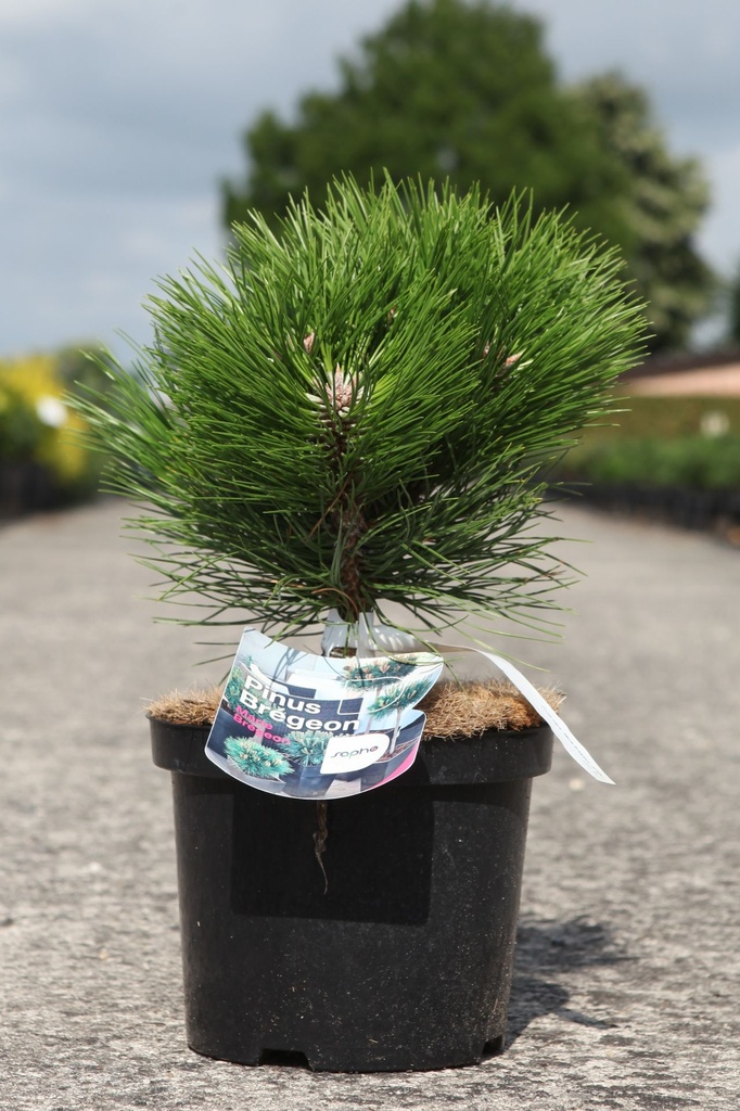 Pinus nigra 'Marie Brégeon' (PBR) cont. 4L 30/+ cm +ф
