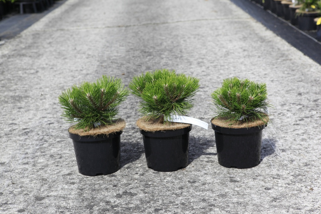 Pinus nigra 'Marie Brégeon' (PBR) cont. 4L 30/+ cm +p