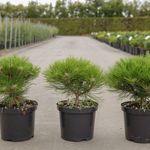 Pinus nigra 'Marie Brégeon' (PBR) cont. 4L 30/+ cm +p