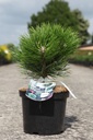 Pinus nigra 'Marie Brégeon' (PBR) cont. 4L 30/+ cm +ф