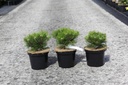 Pinus nigra 'Marie Brégeon' (PBR) cont. 4L 30/+ cm +p