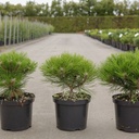 Pinus nigra 'Marie Brégeon' (PBR) cont. 4L 30/+ cm +p