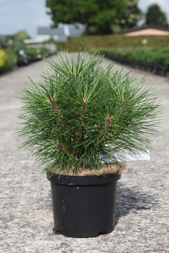 Pinus nigra 'Pierrick Brégeon' cont. 4L 20-25 cm +ф