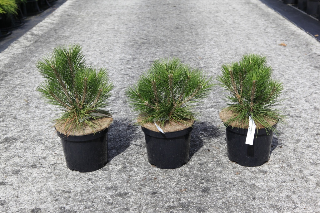 Pinus nigra 'Pierrick Brégeon' cont. 4L 20-25 cm +p
