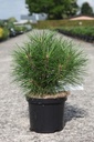 Pinus nigra 'Pierrick Brégeon' cont. 4L 20-25 cm +ф