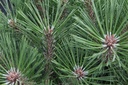 Pinus nigra 'Pierrick Brégeon' cont. 4L 20-25 cm +p