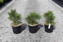 Pinus nigra 'Pierrick Brégeon' cont. 4L 20-25 cm +p