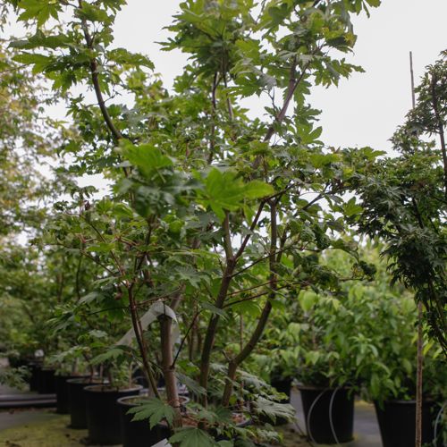 [P] Acer japonicum 'Vitifolium' cont. 35L 125/+ cm