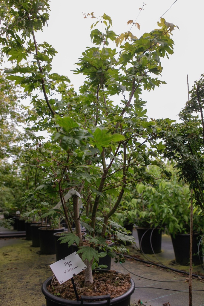 [P] Acer japonicum 'Vitifolium' cont. 35L 125/+ cm