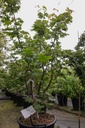 Acer japonicum 'Vitifolium' cont. 35L 125/+ cm