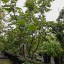 Acer japonicum 'Vitifolium' cont. 35L 125/+ cm