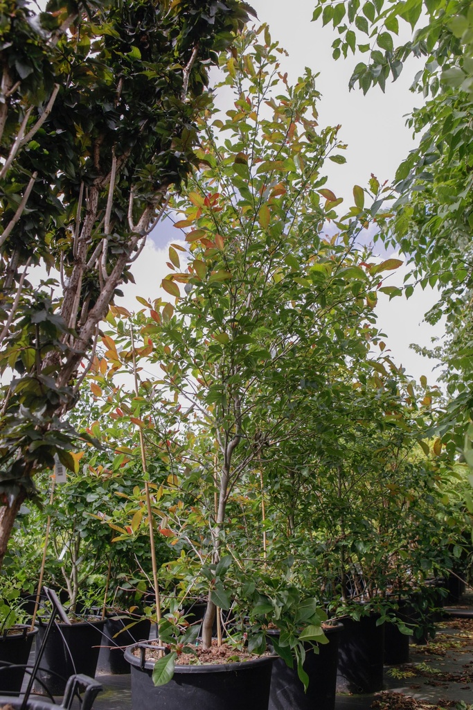 [P] Nyssa sylvatica 'Red Rage' cont. 70L 250/+ cm