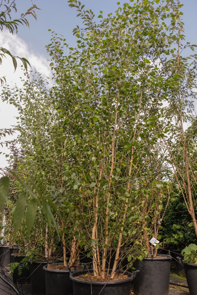 Betula utilis jacquemontii cont. 70L 300-350 cm multi-stem
