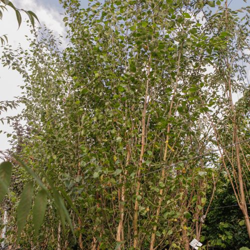 [P] Betula utilis jacquemontii cont. 70L 300-350 cm multi-troncs