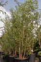 Betula utilis jacquemontii cont. 70L 300-350 cm multi-stem