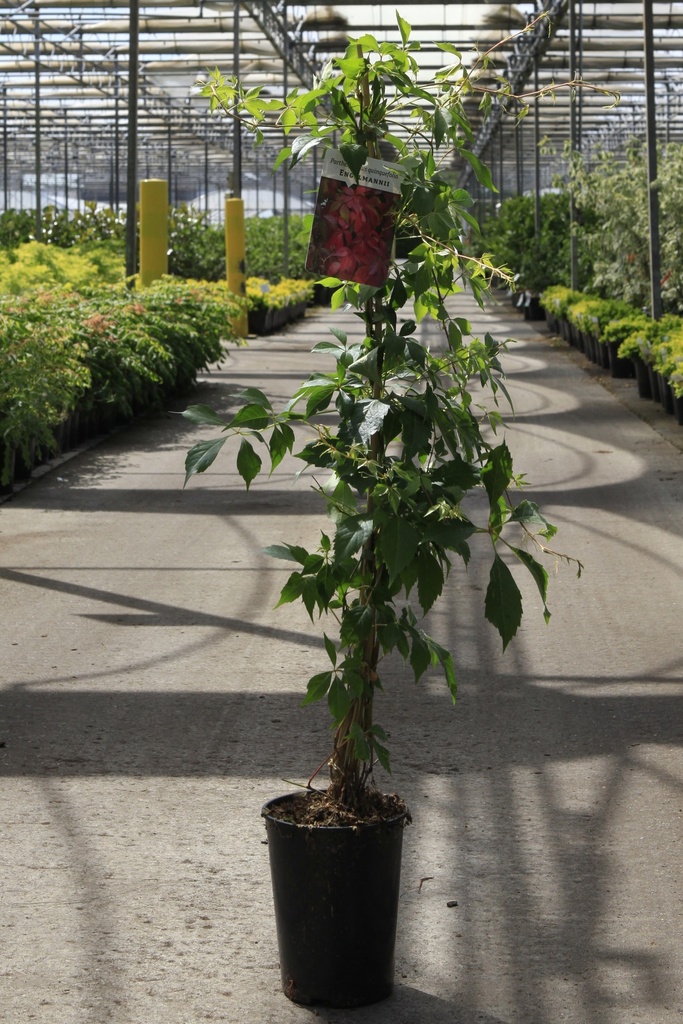 [P] Parthenocissus quinquefolia 'Engelmannii'' cont. 3L hoog 80-100 cm +f