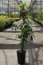 Parthenocissus quinquefolia 'Engelmannii'' cont. 3L hoog 80-100 cm +f