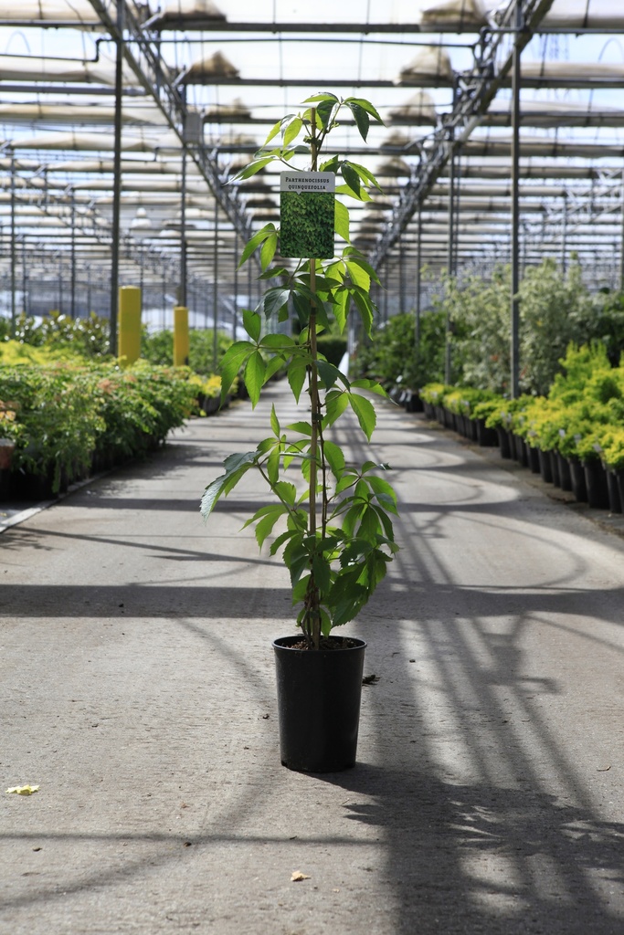 [P] Parthenocissus quinquefolia cont. 3L hoog 80-100 cm +f