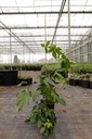 Parthenocissus quinquefolia cont. 3L high 80-100 cm +ф