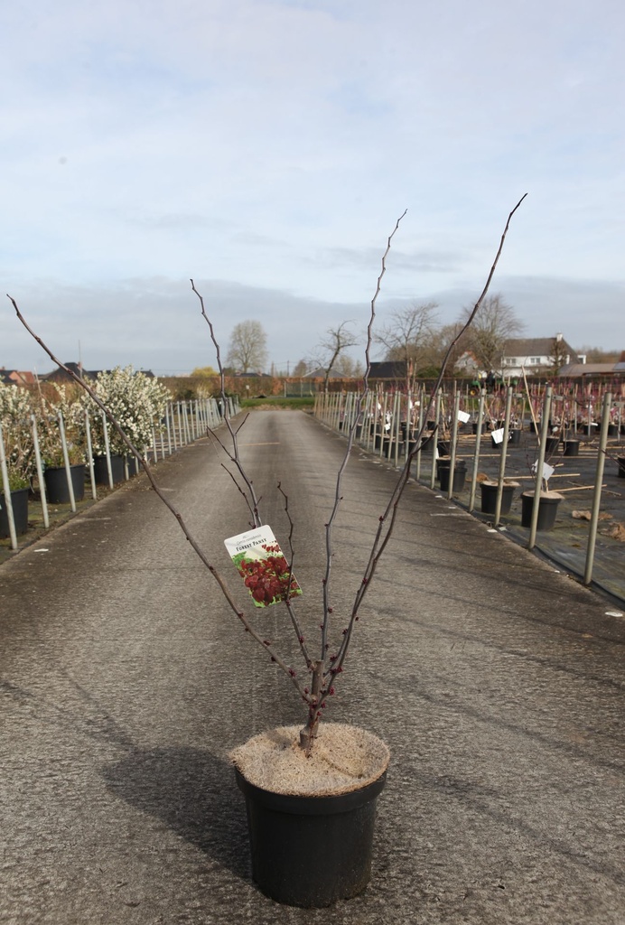Cercis canadensis 'Forest Pansy' cont. 10L 100/+ cm +ф