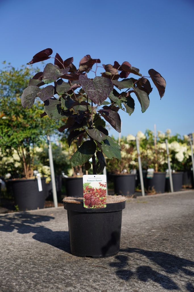 [P] Cercis canadensis 'Forest Pansy' cont. 10L 100/+ cm +f
