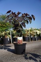 Cercis canadensis 'Forest Pansy' Kont. 10L 100/+ cm +B