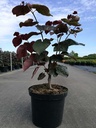 Cercis canadensis 'Forest Pansy' cont. 10L 100/+ cm +p