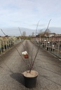 Cercis canadensis 'Forest Pansy' cont. 10L 100/+ cm +p
