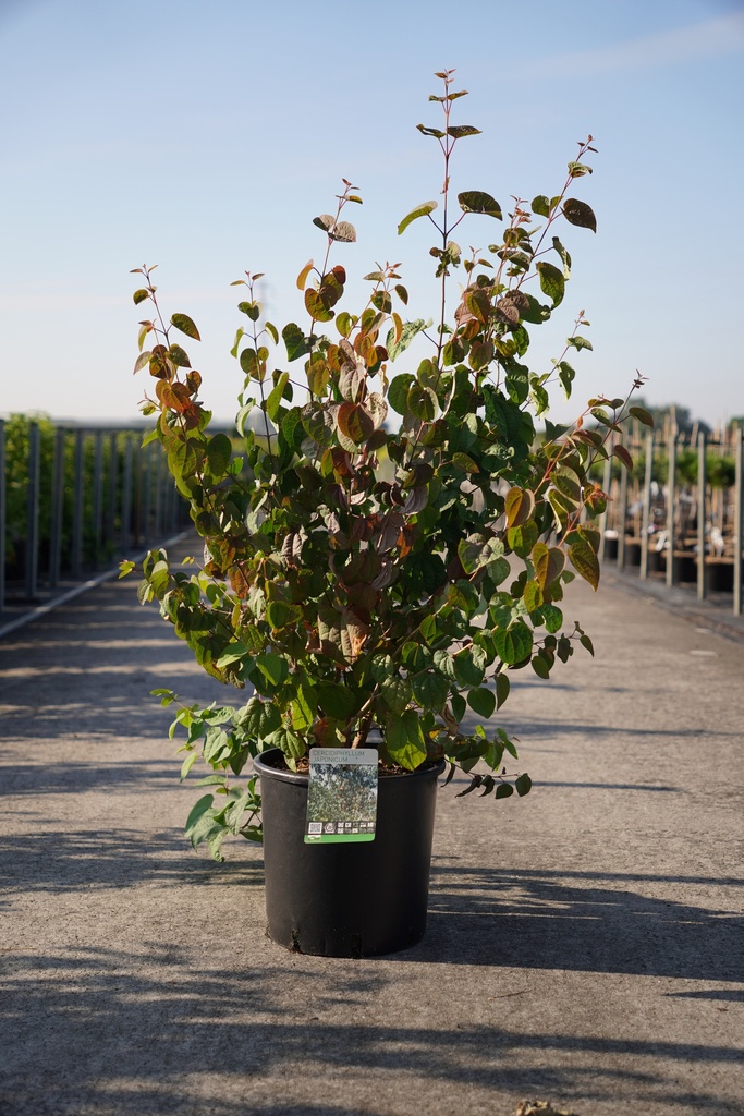 Cercidiphyllum japonicum cont. 18L 150/+ cm +ф