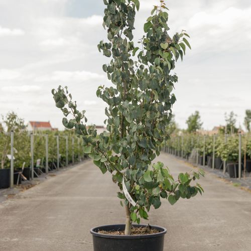 Cercidiphyllum japonicum cont. 18L 150/+ cm +ф