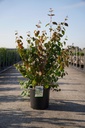 Cercidiphyllum japonicum cont. 18L 150/+ cm +ф