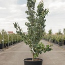 Cercidiphyllum japonicum cont. 18L 150/+ cm +ф