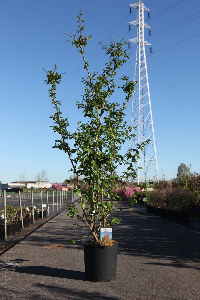 [P] Parrotia persica cont. 18L 125-150 cm +ф