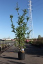 Parrotia persica cont. 18L 125-150 cm +p