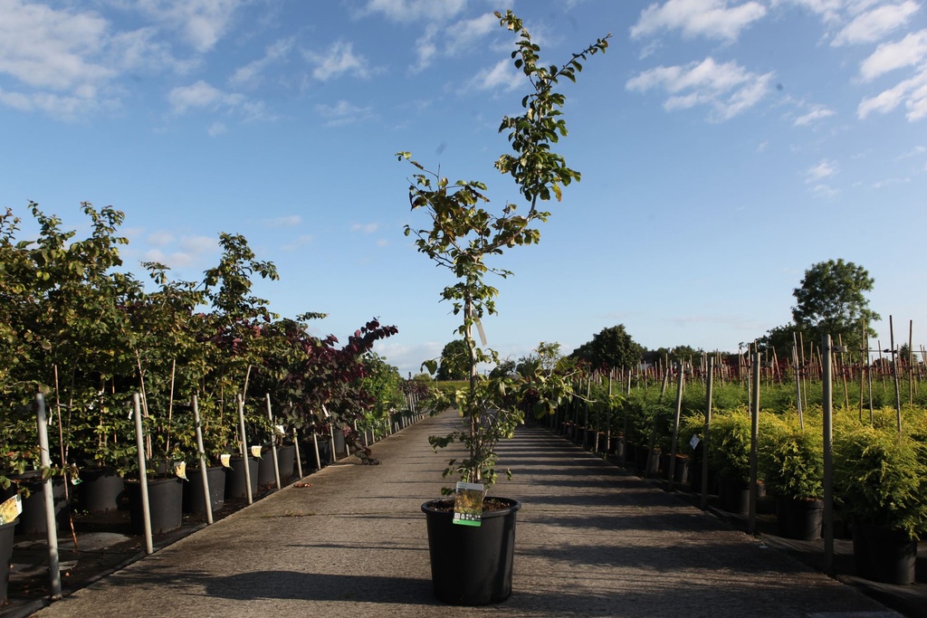 Parrotia persica cont. 25L 150/+ cm