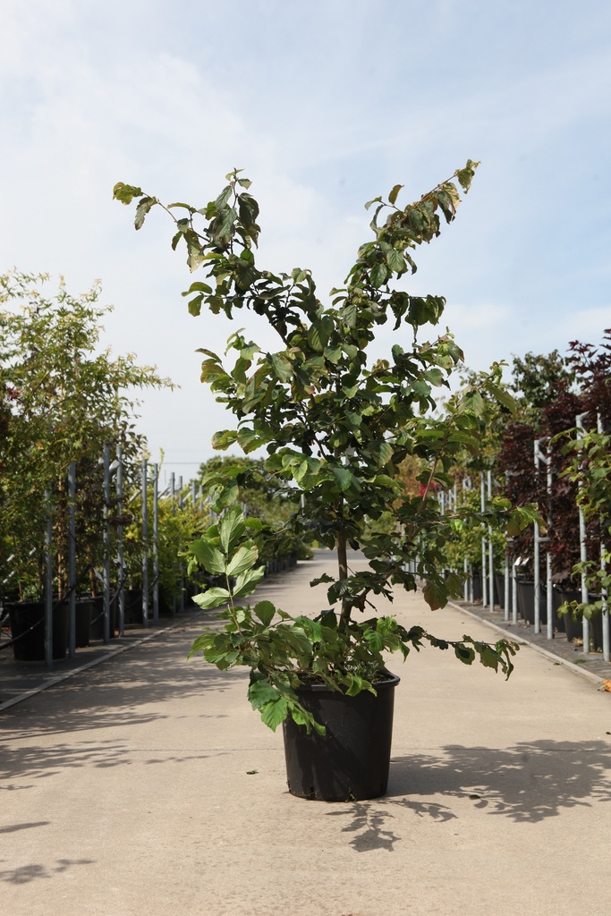 [P] Parrotia persica cont. 25L 150/+ cm