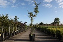 Parrotia persica cont. 25L 150/+ cm