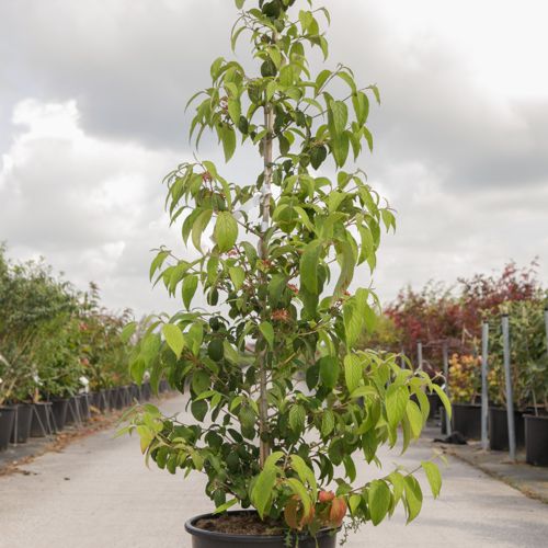 [P] Viburnum plicatum KILIMANDJARO (PBR) cont. 25L 125-150 cm +ф