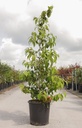 Viburnum plicatum KILIMANDJARO (PBR) cont. 25L 125-150 cm +ф