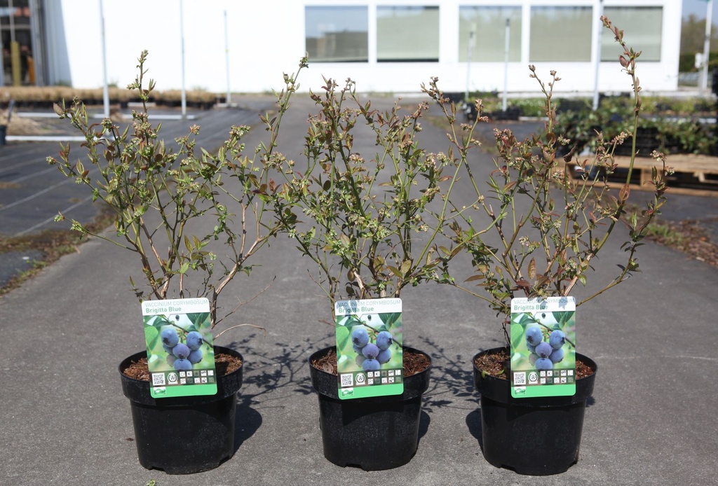 [P] Vaccinium corymbosum 'Brigitta Blue' cont. 3L 30-40 cm +B