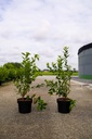 Vaccinium corymbosum 'Brigitta Blue' cont. 3L 30-40 cm +ф