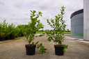 Vaccinium corymbosum 'Brigitta Blue' cont. 3L 30-40 cm +f