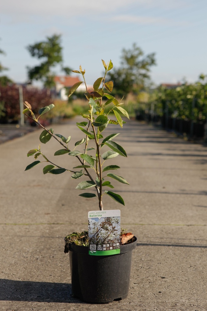 Amelanchier 'Ballerina' cont. 5L 60/+ cm +f