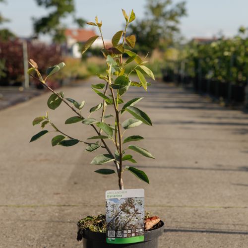[P] Amelanchier 'Ballerina' cont. 5L 60/+ cm +p